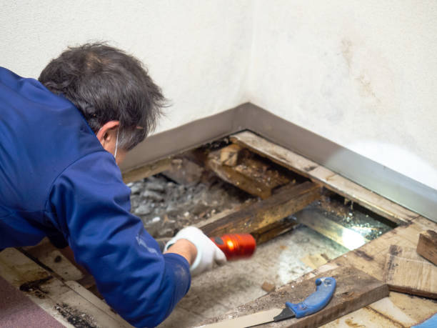 Best Mold Testing and Inspection Services in Big Bass Lake, PA